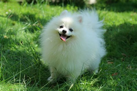 cute dogs pomeranian dog