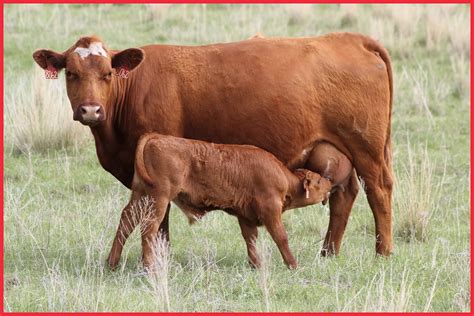 registration opens   nebraska ranch practicum unl beef