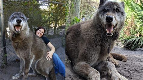 Giant Wolf Yuki Who Was Dropped Off At A Kill Shelter Rescued By Wolf