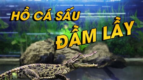 làm lại hồ cá sấu rừng mưa nhiệt đới youtube