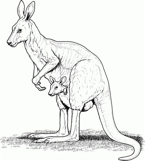 kangaroo coloring pages malarbok foer vuxna och barn pinterest barn