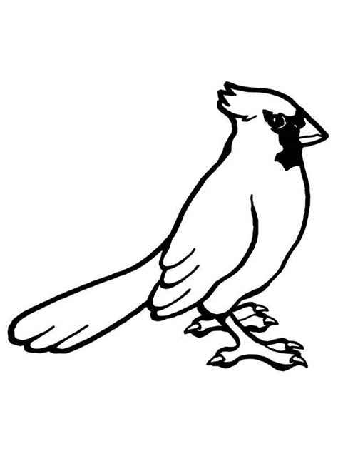 cardinal bird drawing  getdrawings