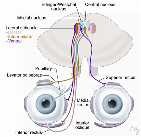 oculomotor nerve american academy  ophthalmology