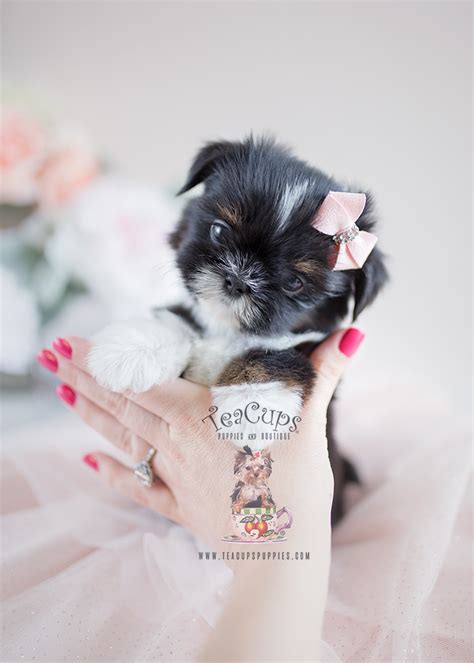 Precious Little Shih Tzu Puppies For Sale Teacups