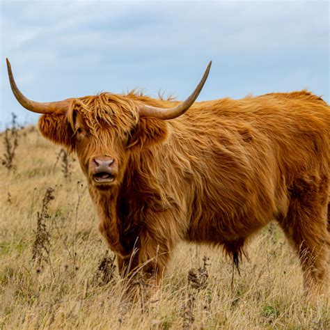 scottish highland cattle printingmine
