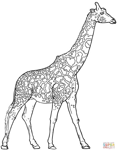 giraffes coloring pages  coloring pages