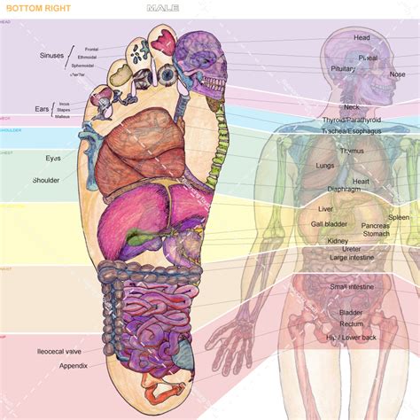 reflexology foot charts by balancing touch bottom right balancing