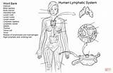 Lymphatic System Coloring Worksheet Pages Diagram Printable Anatomy Immune Sheets Work Human Book Drawing Body sketch template
