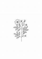 Aesthetic Simple Line Drawings Flower Drawing Ryn Frank sketch template