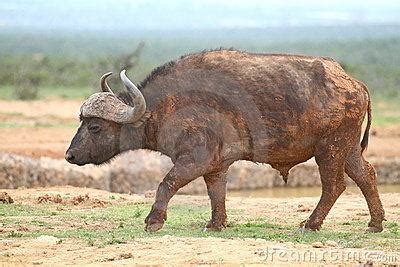 stop  charging buffalo quora