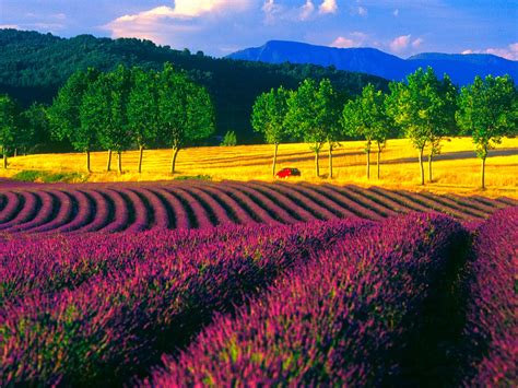 beautiful sunflower lavender field  provence