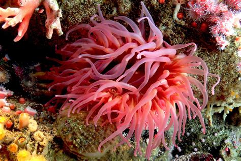sea anemone sting cells  inspire  drug delivery systems