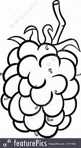 Blackberry Getdrawings Drawing sketch template