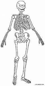 Skeleton Esqueleto Skelett Cool2bkids Humano Skeletons Colorir Designlooter Imprimir sketch template