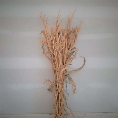 dried corn stalk bundle great  fall decorating grimms gardens