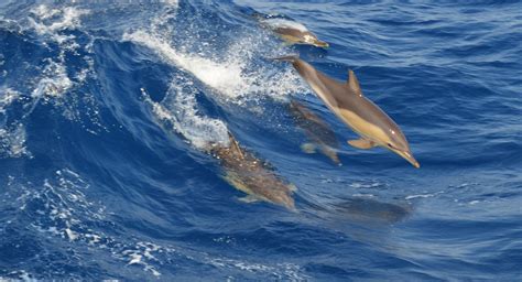 delfine im meer foto bild tiere wildlife saeugetiere bilder auf