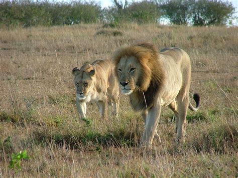 walking lions  photo  freeimages