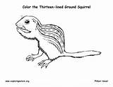 Ground Squirrel Coloring Lined Thirteen Exploringnature sketch template