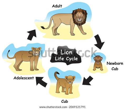 animal life cycle images stock  vectors shutterstock