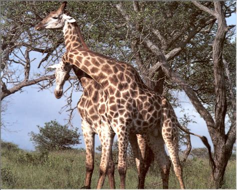 giraffe giraffa camelopardalis image