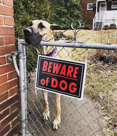 beware   dog   barnorama