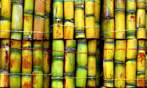 grow sugar cane   sweet treat epic gardening