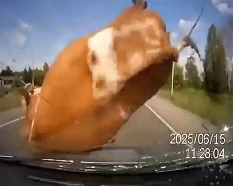 dashcam footage shows car crash into cattle who were