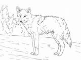 Coyote Jackal sketch template