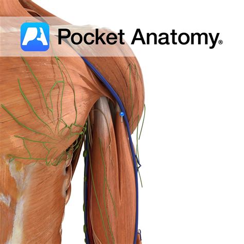 biceps brachii long head pocket anatomy