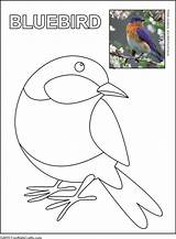 Bird Coloring Printable Pages Freekidscrafts Bluebird Print Kids Crafts sketch template