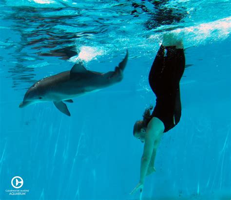hope  dolphin clearwater marine aquarium clearwater marine