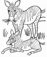 Pintarcolorir Honkingdonkey Cebras Knuffle Cebra Preschool Popular Coloringhome sketch template