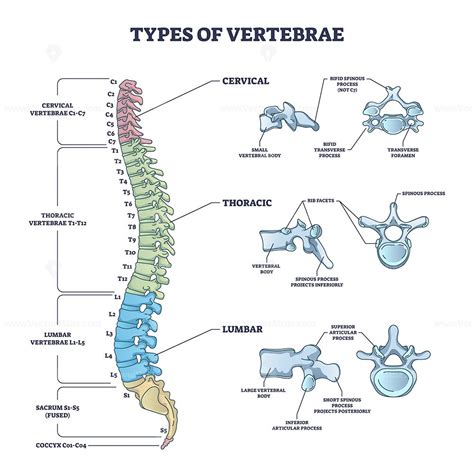 types  vertebrae  cervical thoracic  lumbar division outline diagram anatomy