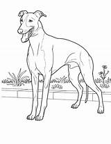 Pages Whippet Coloring Dog Getcolorings Color sketch template