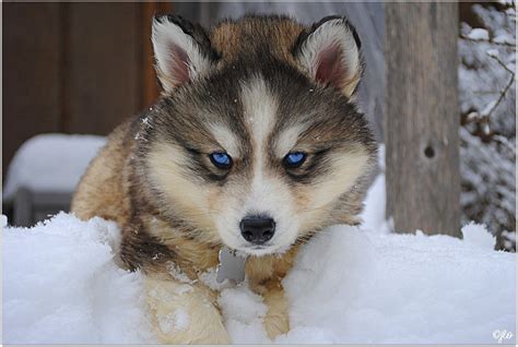 husky wolf mix  adoption