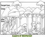 Rainforest Layers Amazon Coloring Facts Drawing Animals Canopy Forest Tropical Layer Sketch Emergent Clip Plants Drawings Activities Rain Printable Kids sketch template