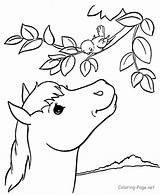 Coloring Horse Pages Pony Popular sketch template