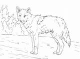 Coloring Coyote Pages Printable Kids sketch template