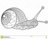 Lumaca Snail Adulti Vettore Illustrazione Coloritura Zentangle Caracoles Snails sketch template
