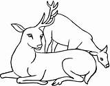 Deer Coloring Pages Family Template Print Antler Clipart Printable Templates Animal Drawings Animals Drawing sketch template