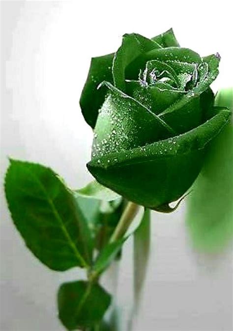 meaning  top  beautiful green roses gardening home decor