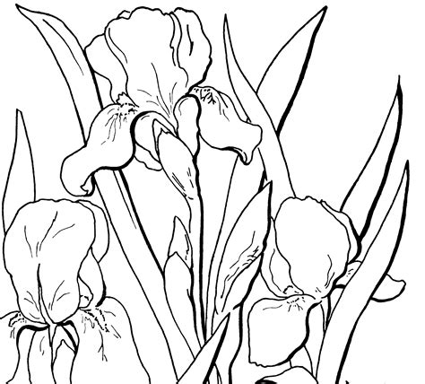 free adult floral coloring page the graphics fairy