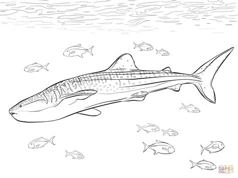 realistic whale shark coloring page  printable coloring pages