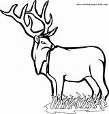 Coloring Stag Pages Color Animal Zoo Animals Sheets Printable Designlooter Found 12kb sketch template