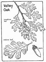 Oak Coloring Leaf Designlooter Drawing 52kb Getdrawings Trees Texture sketch template