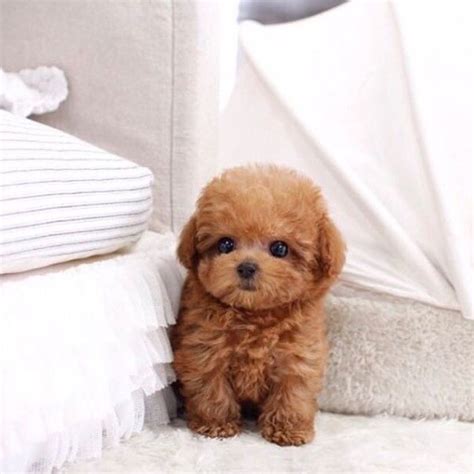 mzcocogirl teacup poodle puppies cute  puppies teacup puppies