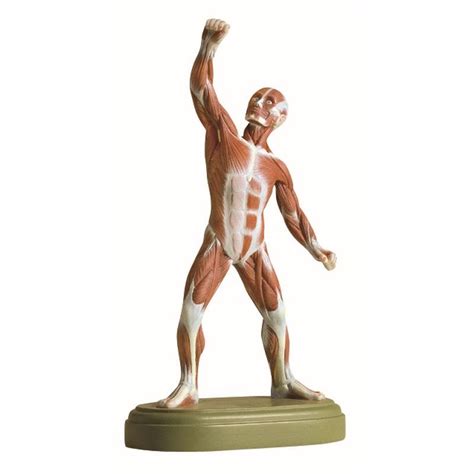 as 3 1 muscle figure biomedical models