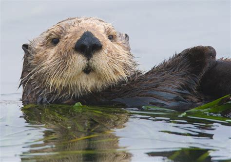 California Sea Otter Eliya Flickr