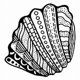 Stylized Zentangle Cockle Seashell sketch template