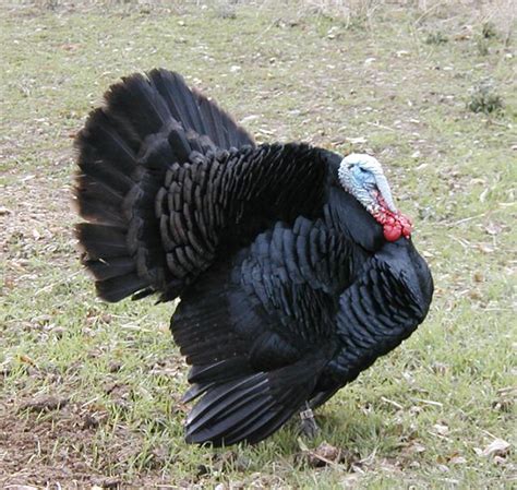 black turkey woodard mercantile